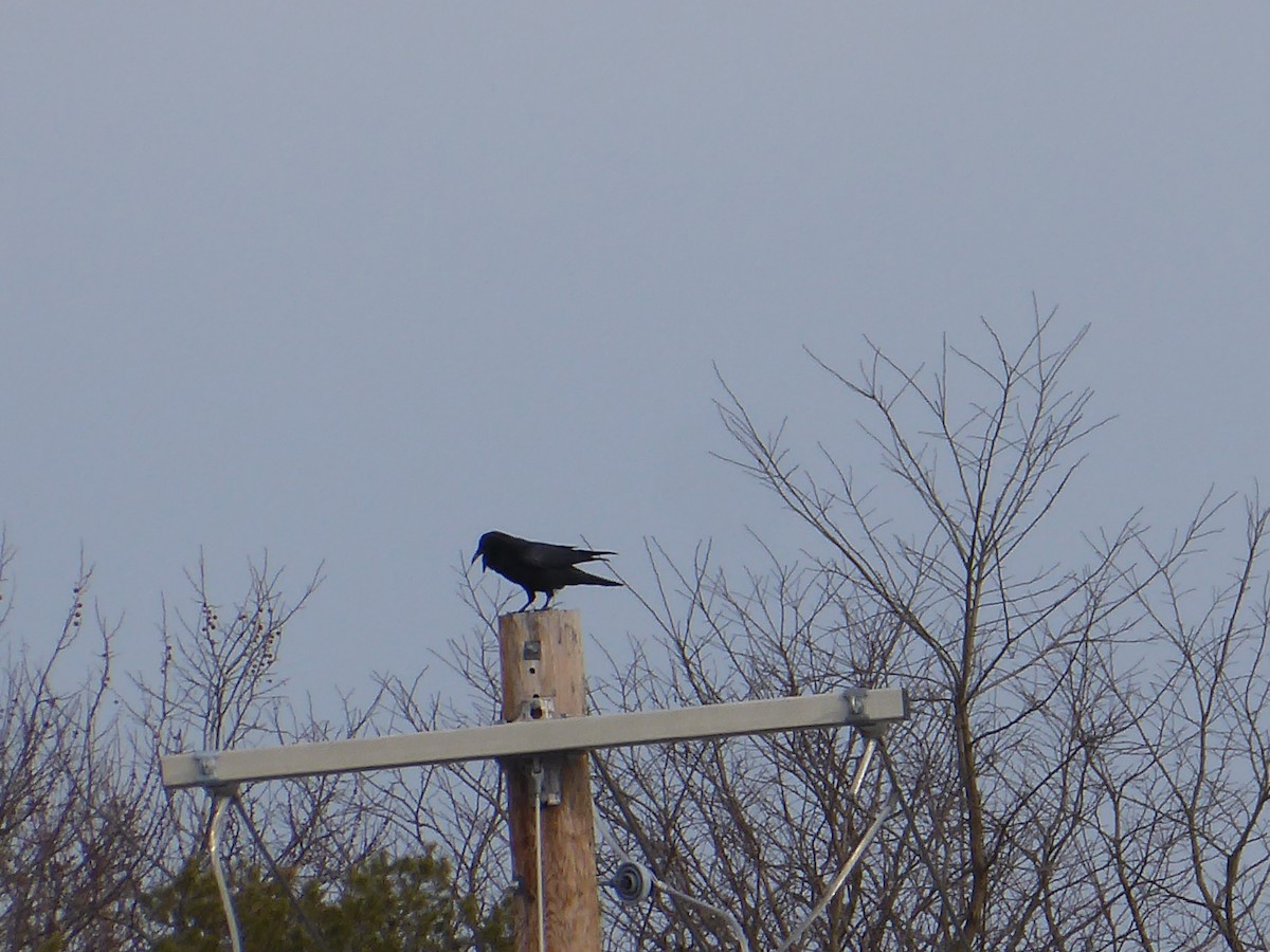Common Raven - ML647681414