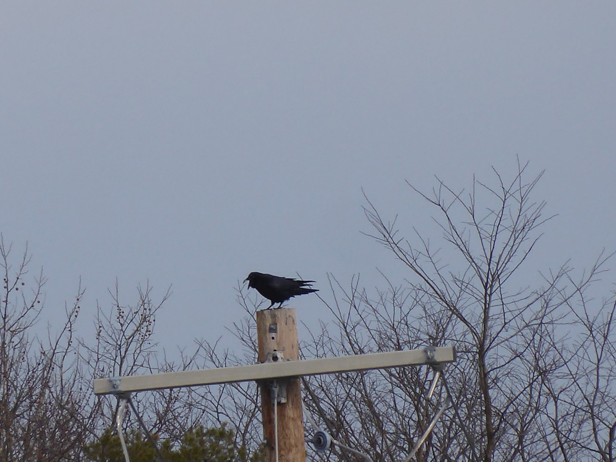 Common Raven - ML647681424