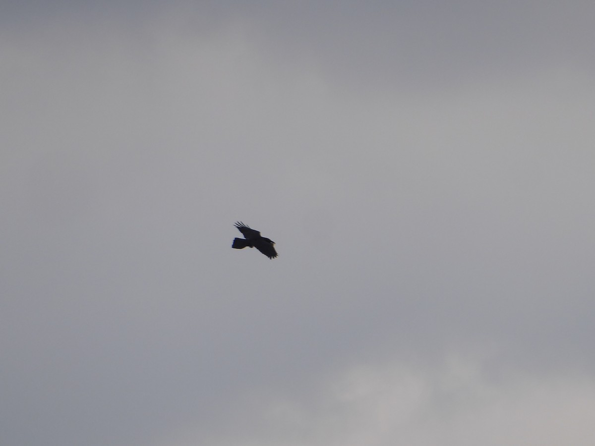 Common Raven - ML647681428