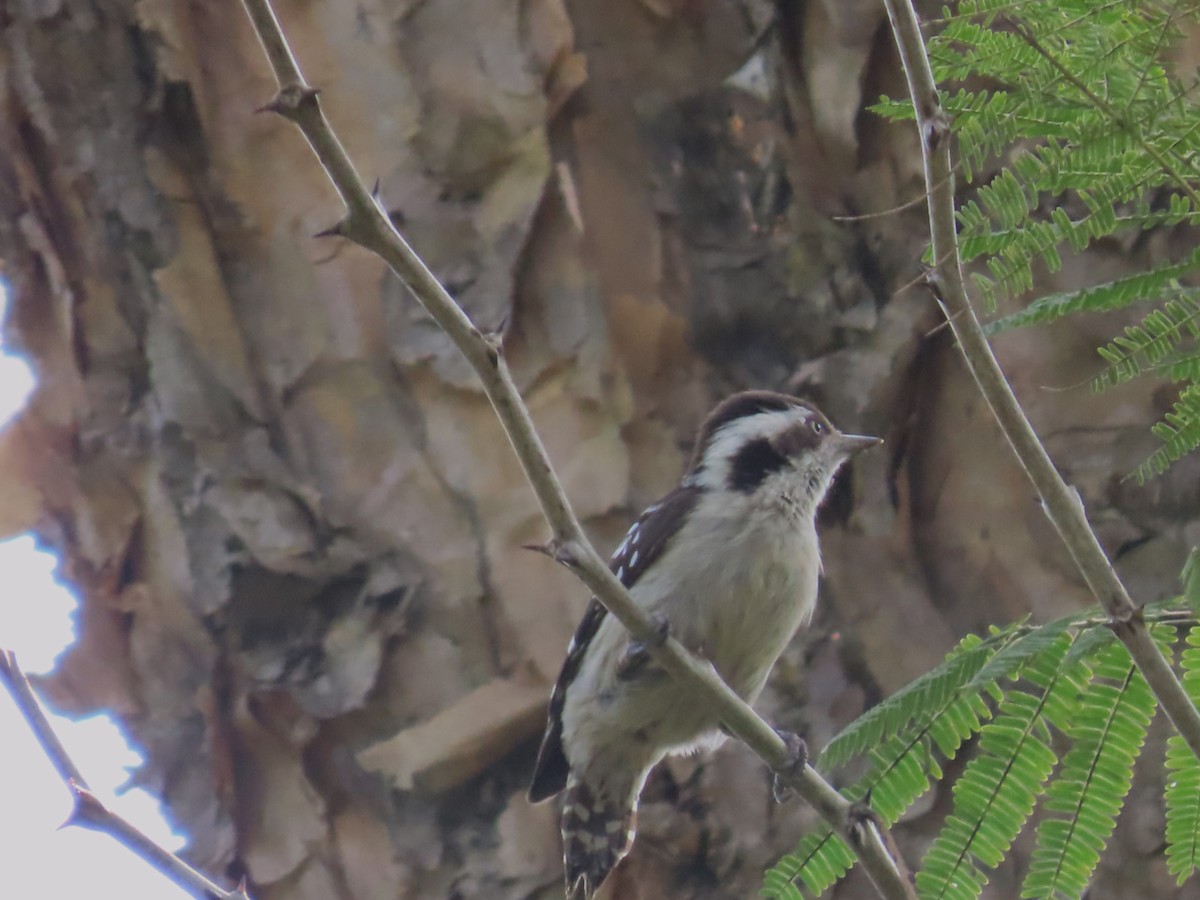 Brown-capped Pygmy Woodpecker - ML647681440