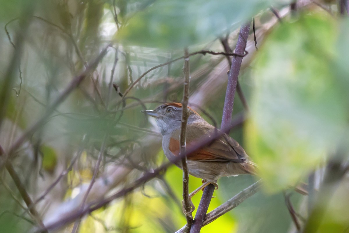 Sooty-fronted Spinetail - ML647681444