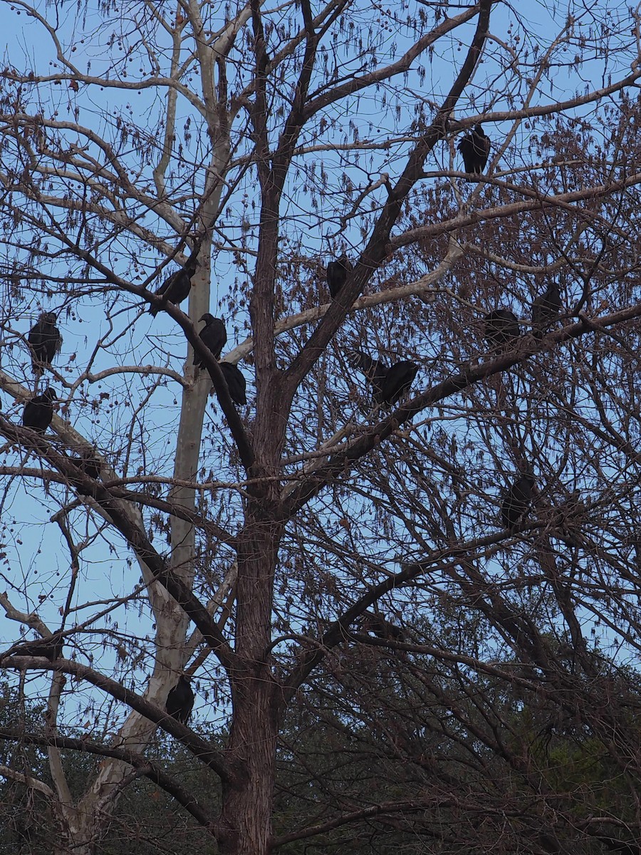 Катарта чорна - ML647681515