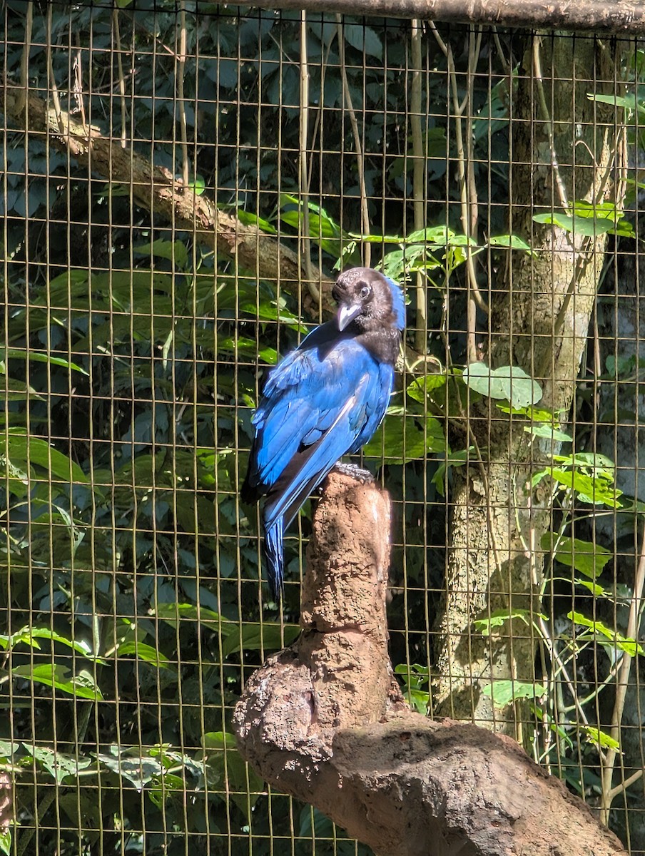 Azure Jay - ML647681540