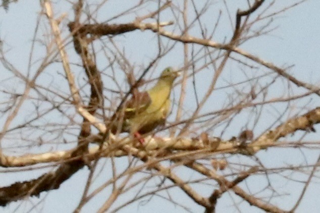 holub indomalajský - ML647681547