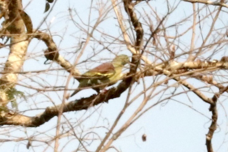 holub indomalajský - ML647681548