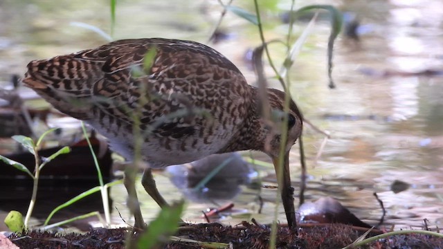 ハリオシギ - ML647681549