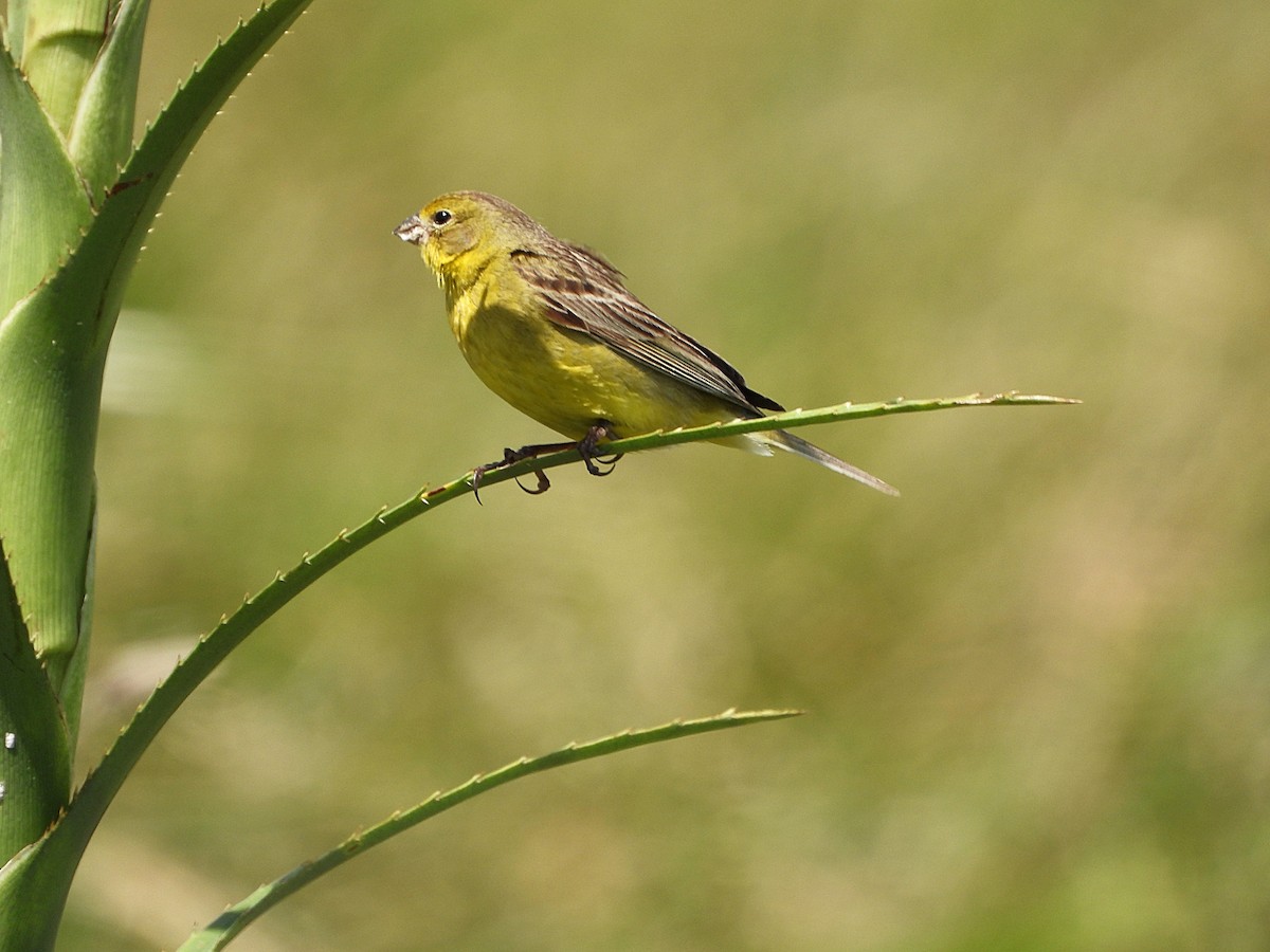 Grassland Yellow-Finch - ML647681565