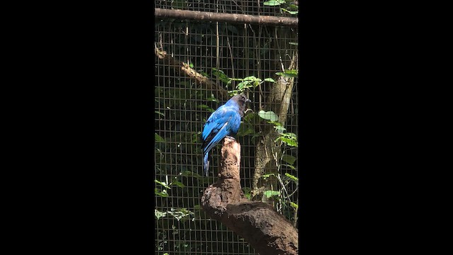 Azure Jay - ML647681574