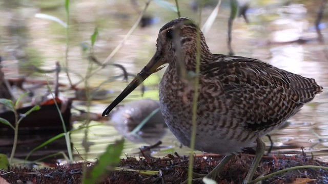 Istingor orratz-buztana - ML647681576