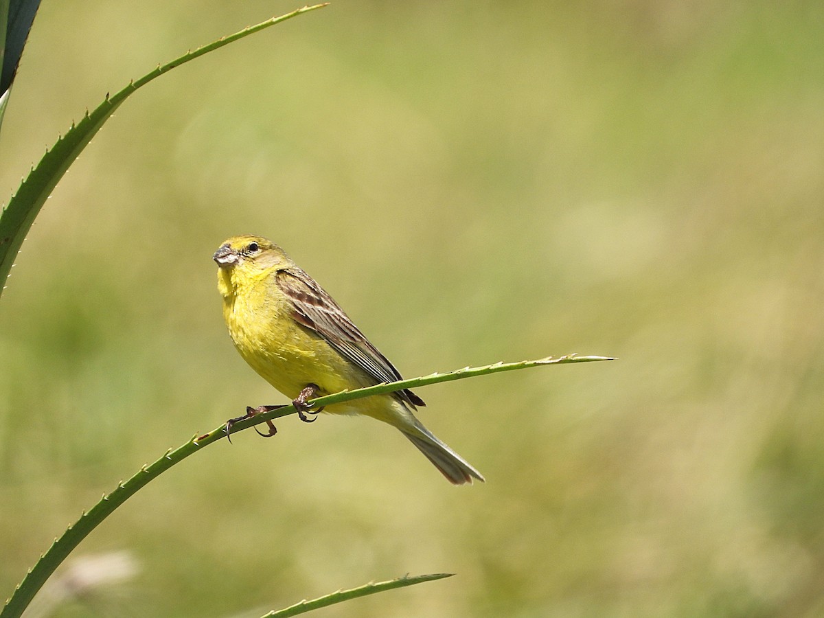 Grassland Yellow-Finch - ML647681577