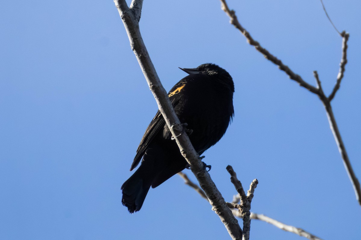 Red-winged Blackbird - ML647681580