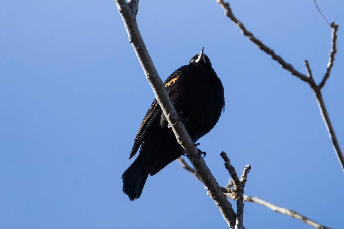 Red-winged Blackbird - ML647681581