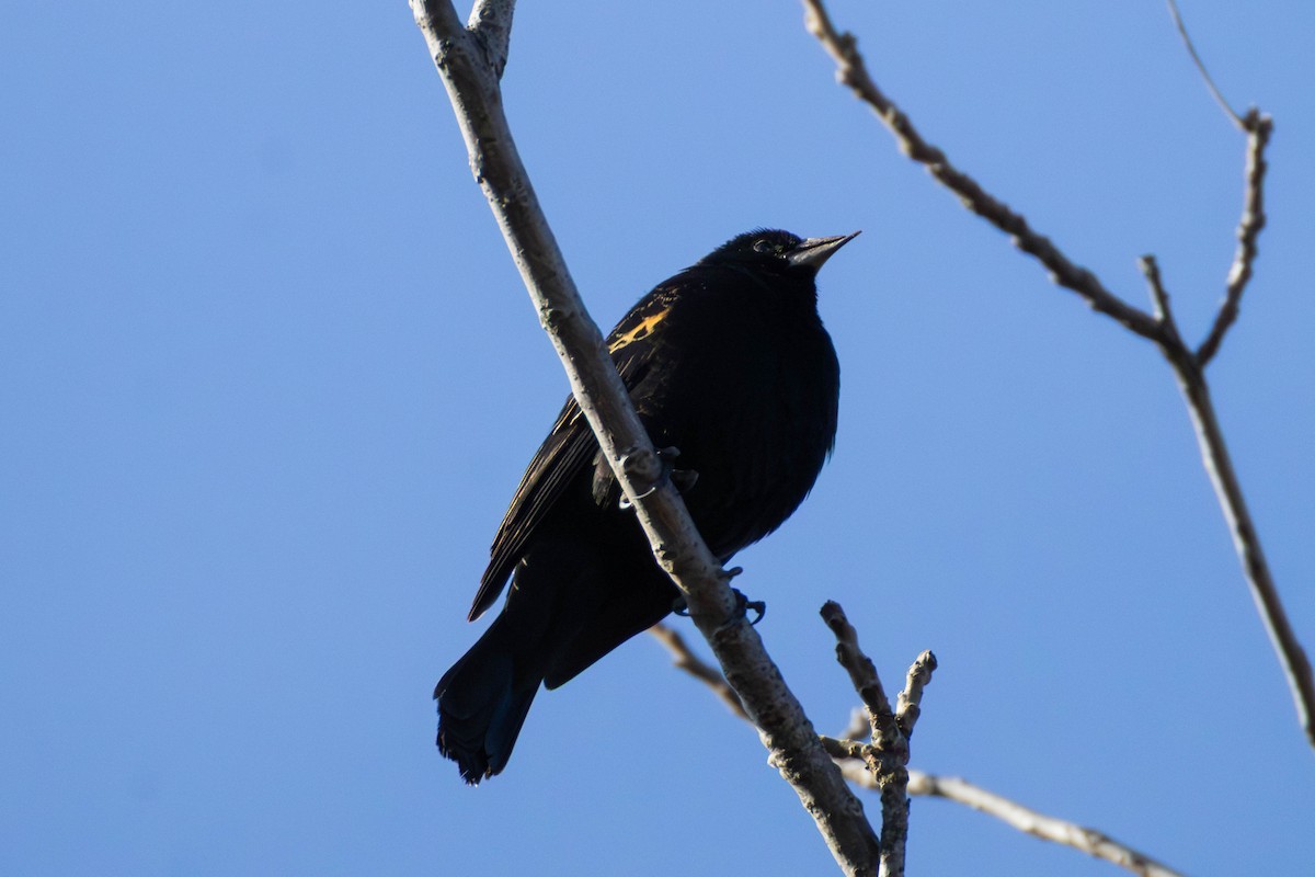 Red-winged Blackbird - ML647681582