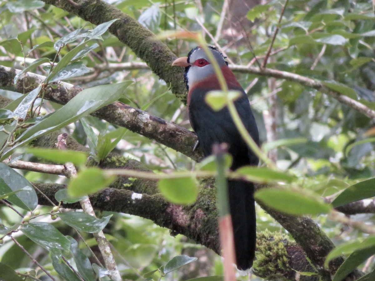 Scale-feathered Malkoha - ML647681606