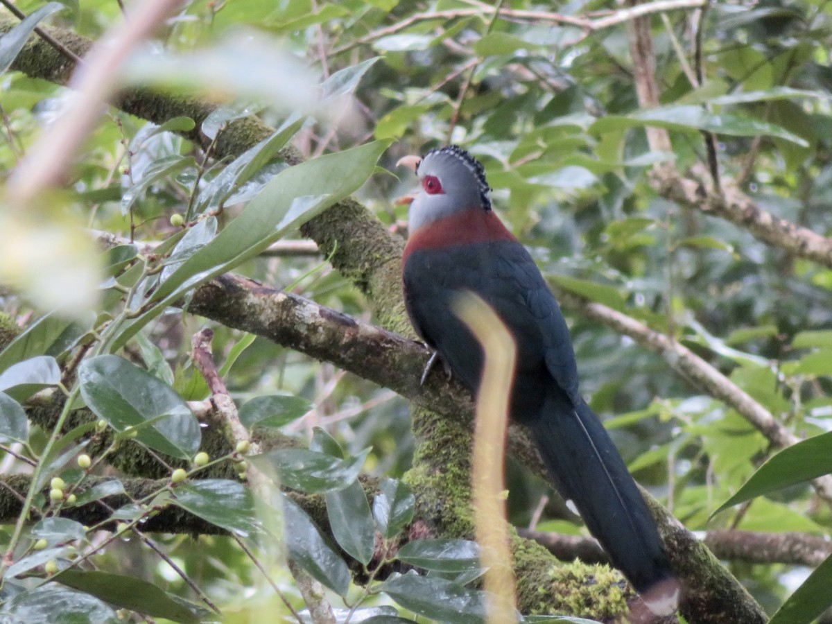 Scale-feathered Malkoha - ML647681607