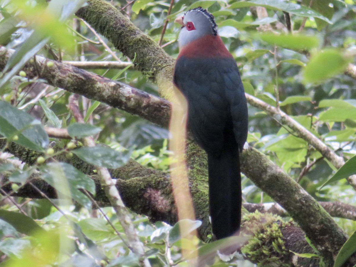 Scale-feathered Malkoha - ML647681608