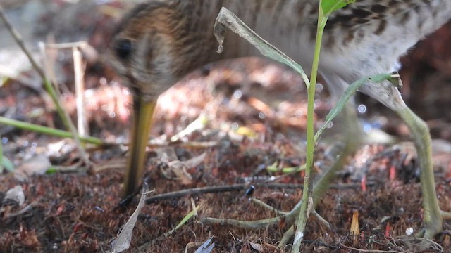 Pin-tailed Snipe - ML647681615