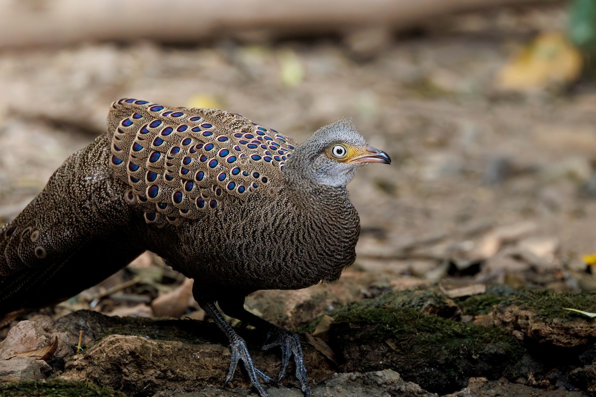 filigransfasan - ML647681634