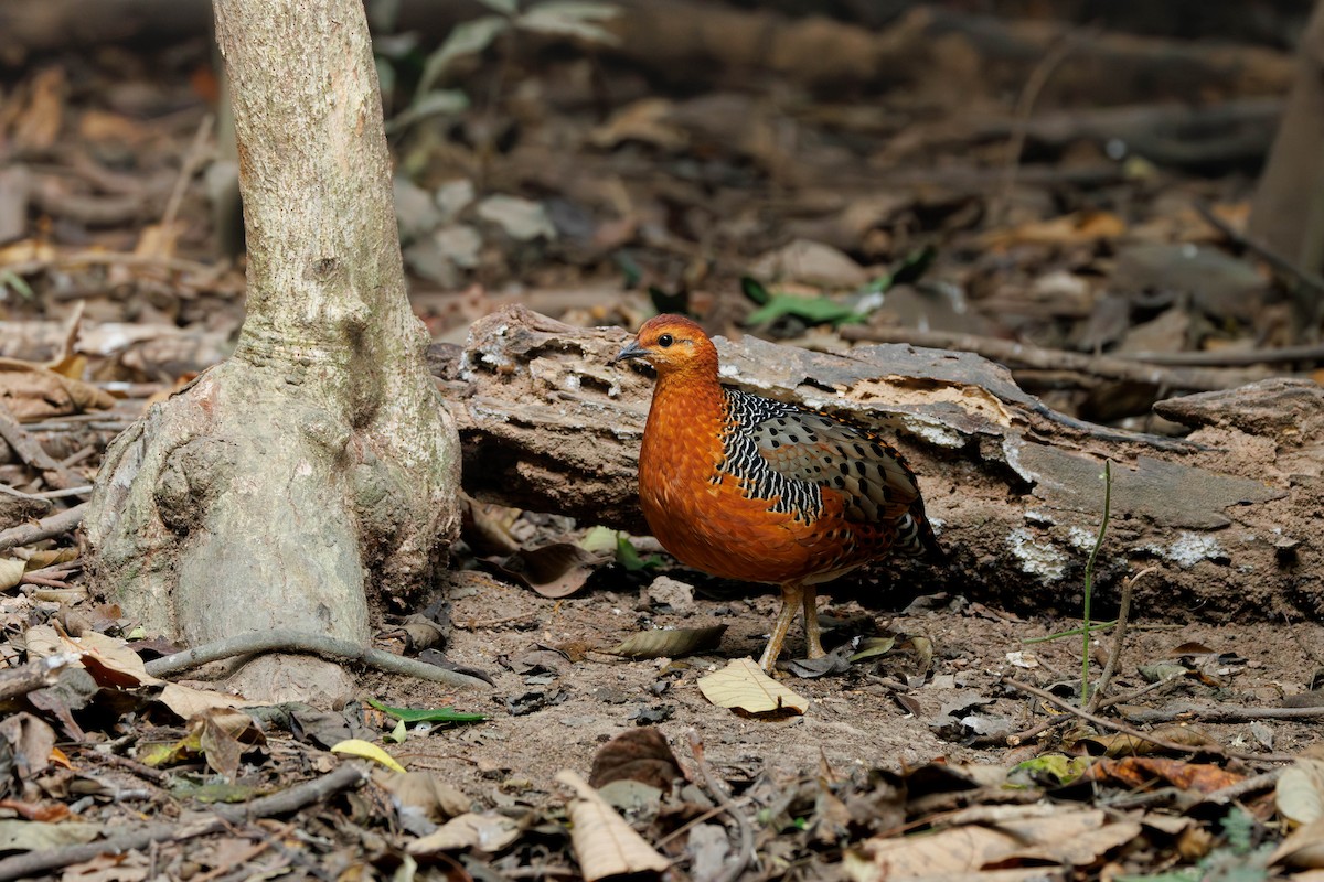 Kırmızı Başlı Kara Keklik - ML647681636