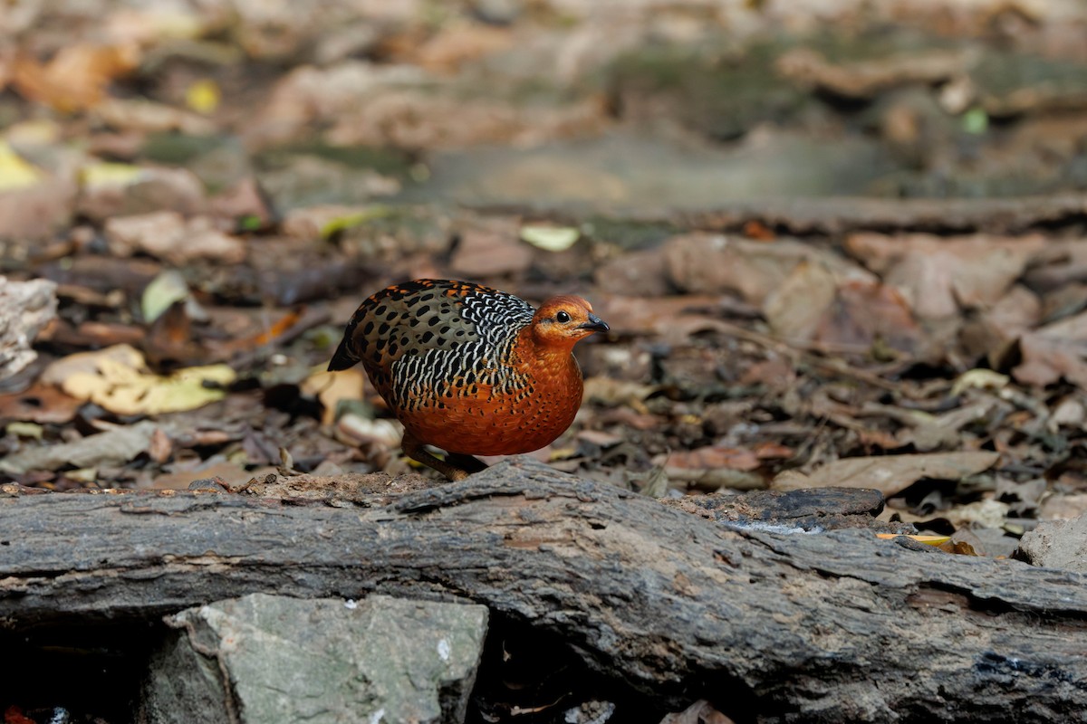 Kırmızı Başlı Kara Keklik - ML647681640