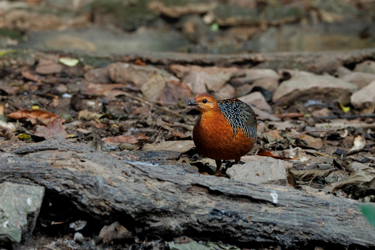 Kırmızı Başlı Kara Keklik - ML647681641