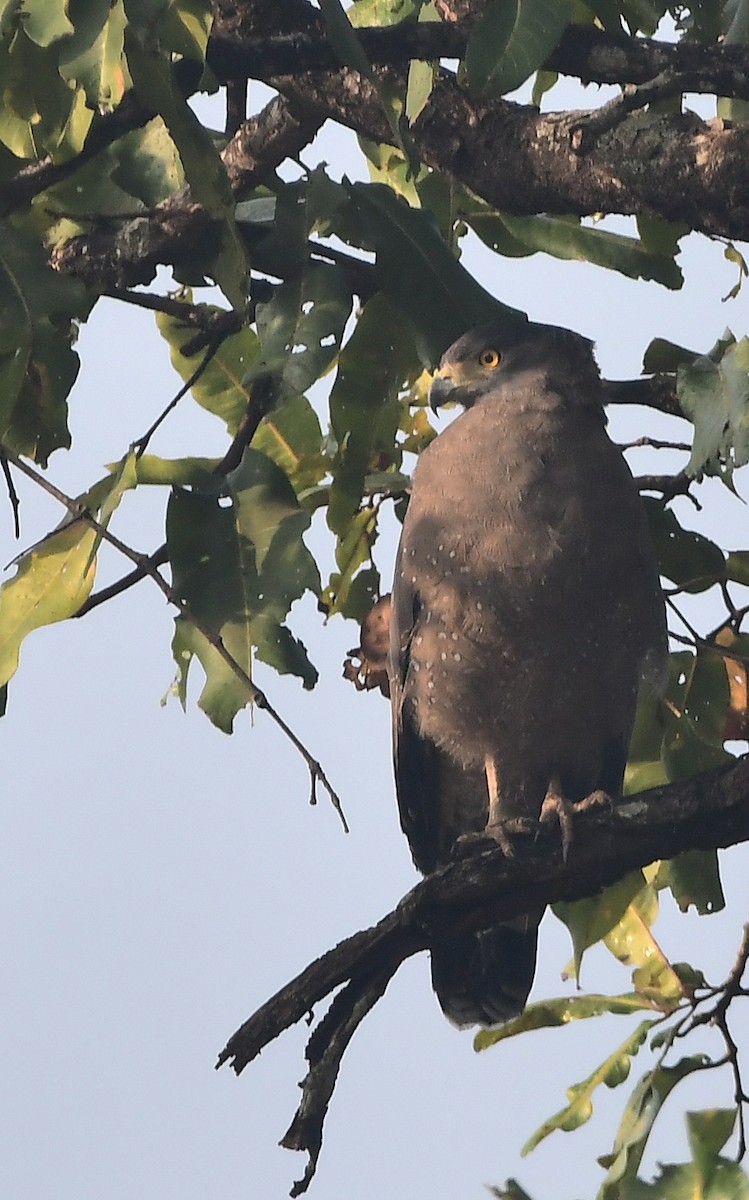 Culebrera Chiíla - ML647681670