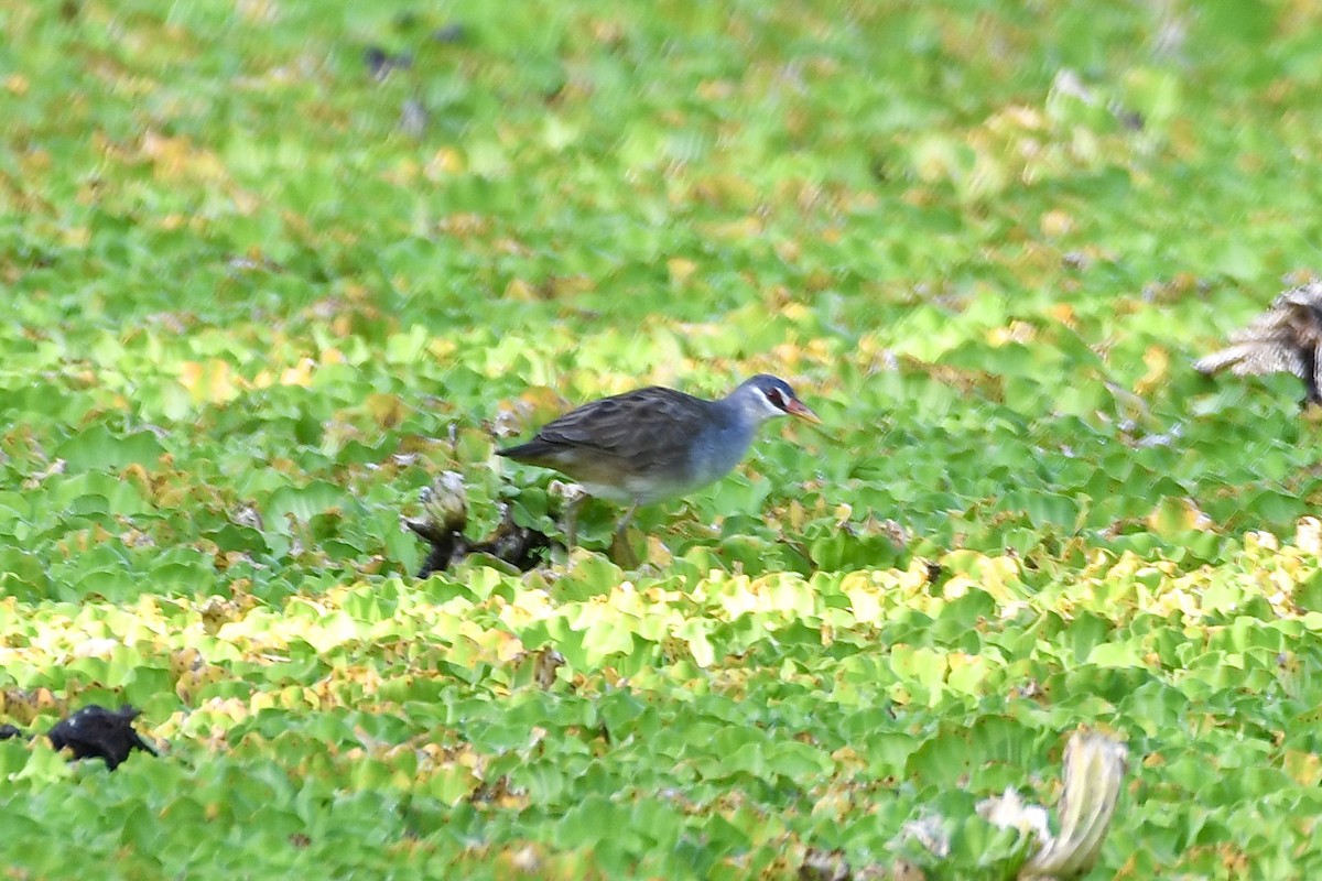 White-browed Crake - ML647681684