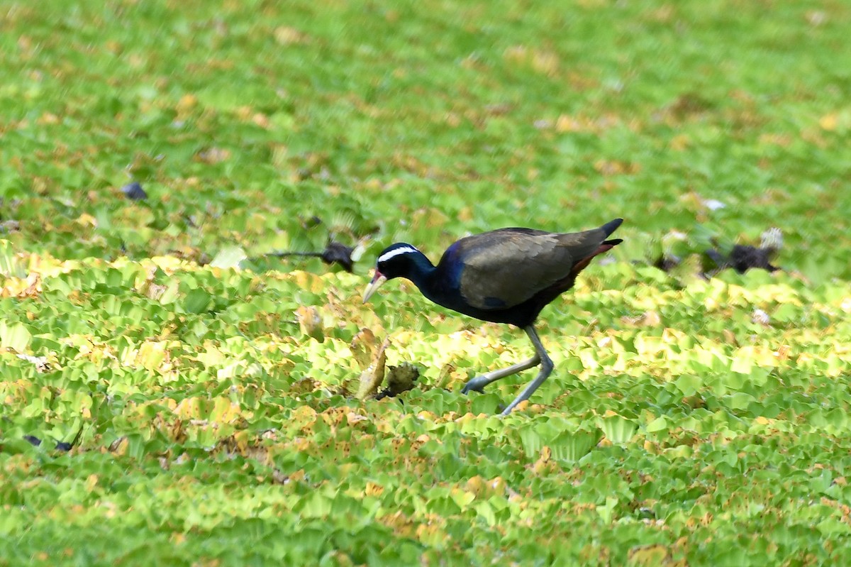Bronze-winged Jacana - ML647681687