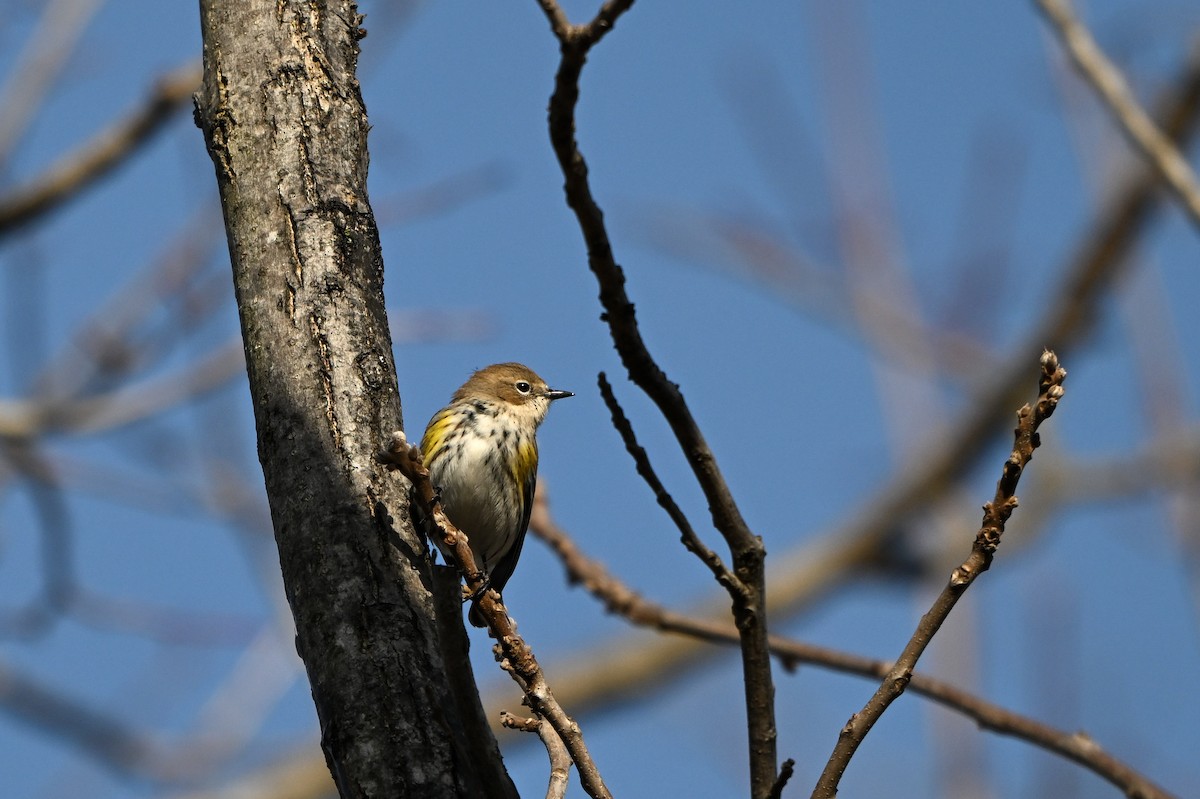 lesňáček žlutoskvrnný (ssp. coronata) - ML647681717