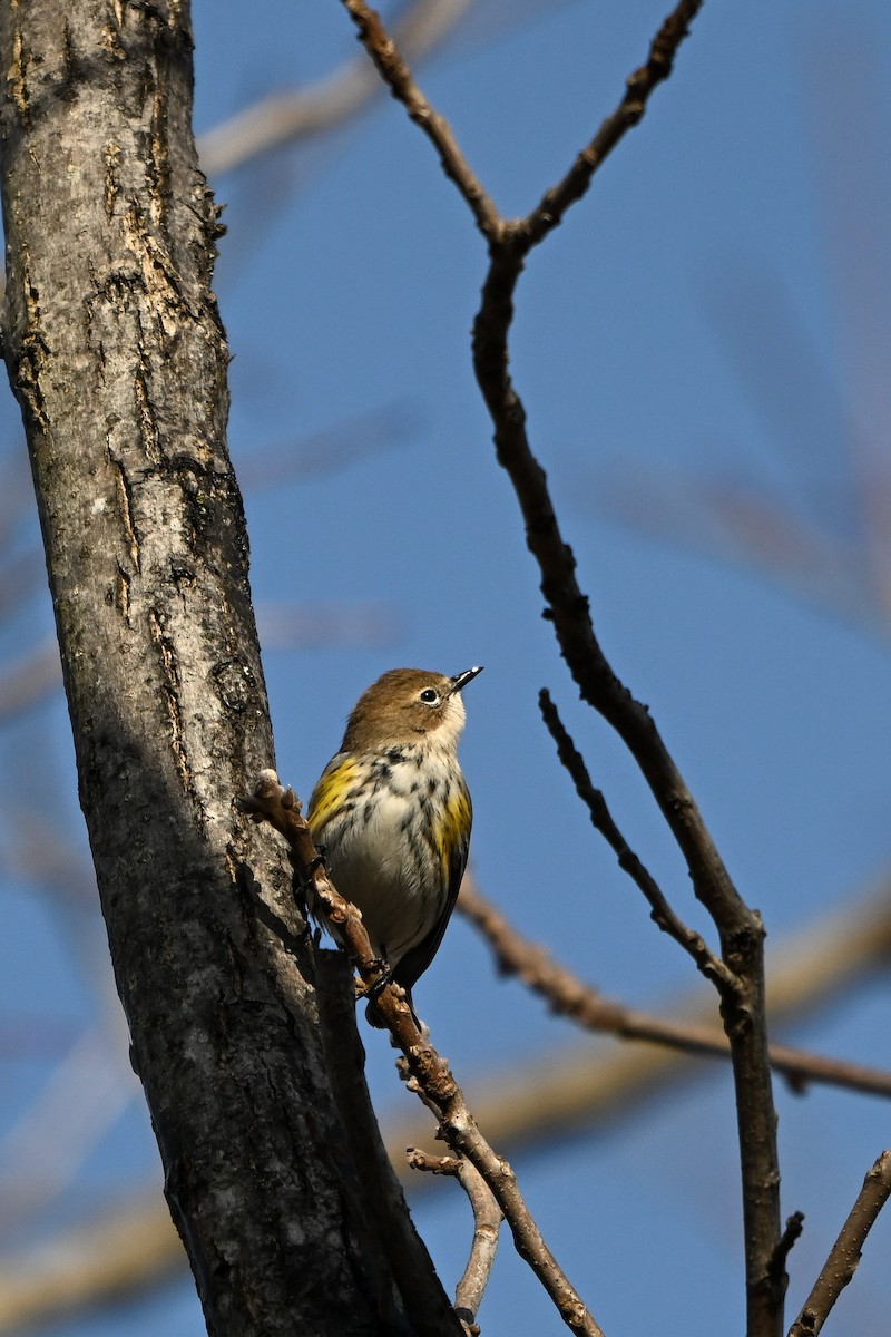 lesňáček žlutoskvrnný (ssp. coronata) - ML647681719