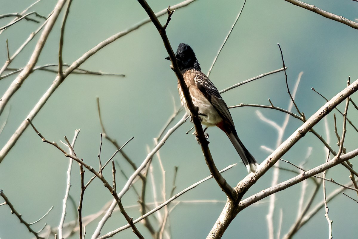 Red-vented Bulbul - ML647681721