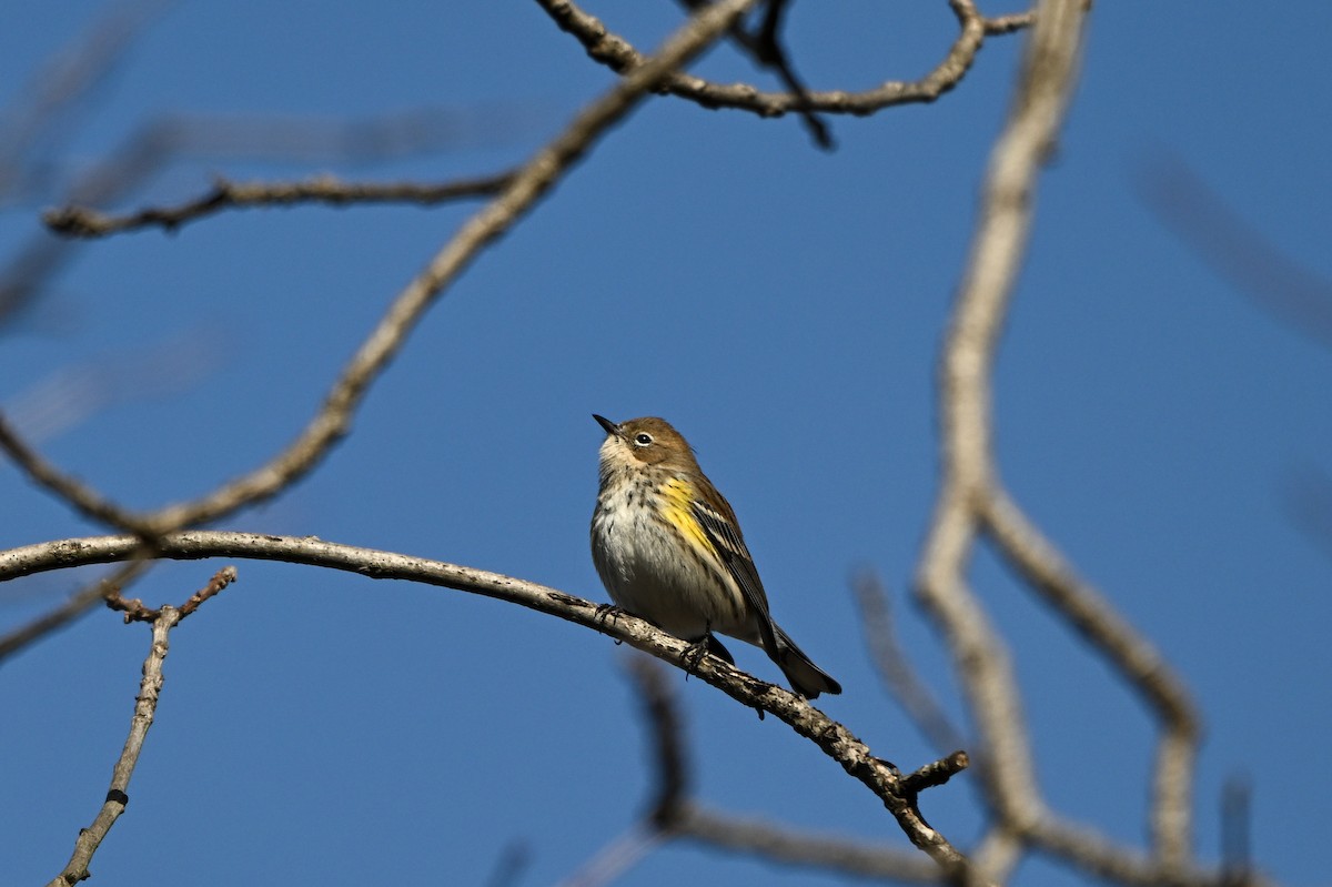 lesňáček žlutoskvrnný (ssp. coronata) - ML647681722