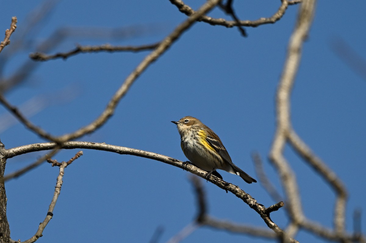 lesňáček žlutoskvrnný (ssp. coronata) - ML647681727