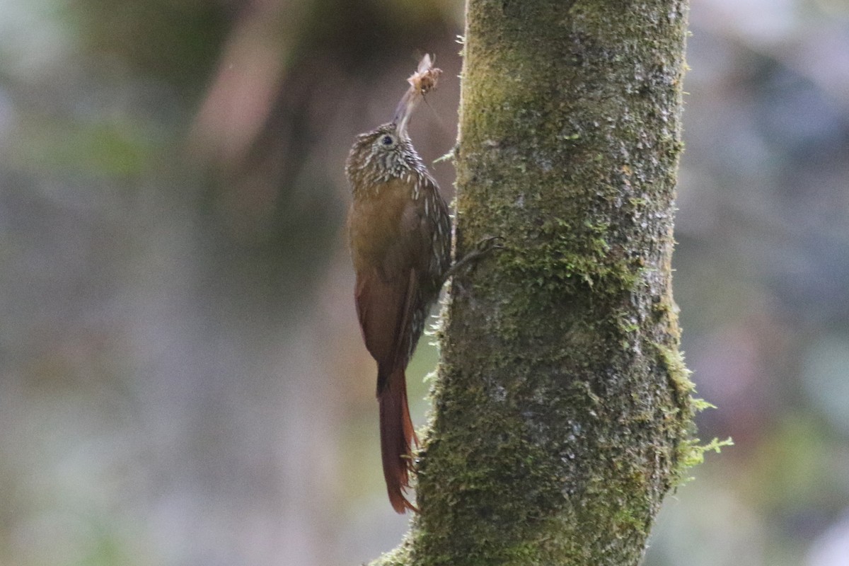 Dağ Tırmaşık - ML647681741