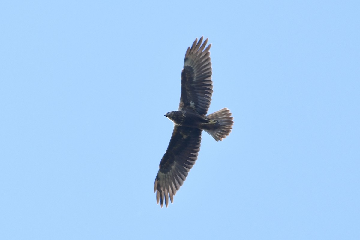 Eastern Marsh Harrier - ML647681744