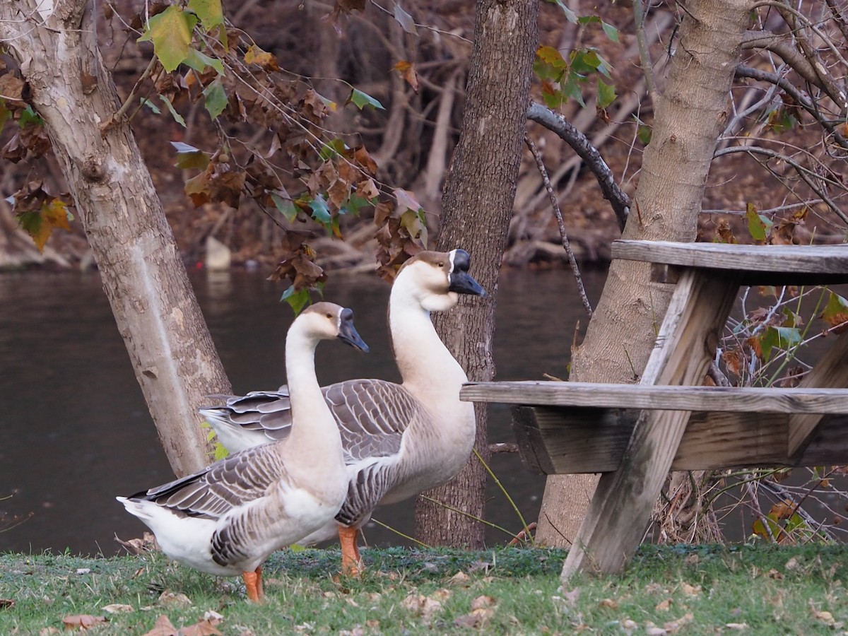 Гуска китайська (свійська) - ML647681763