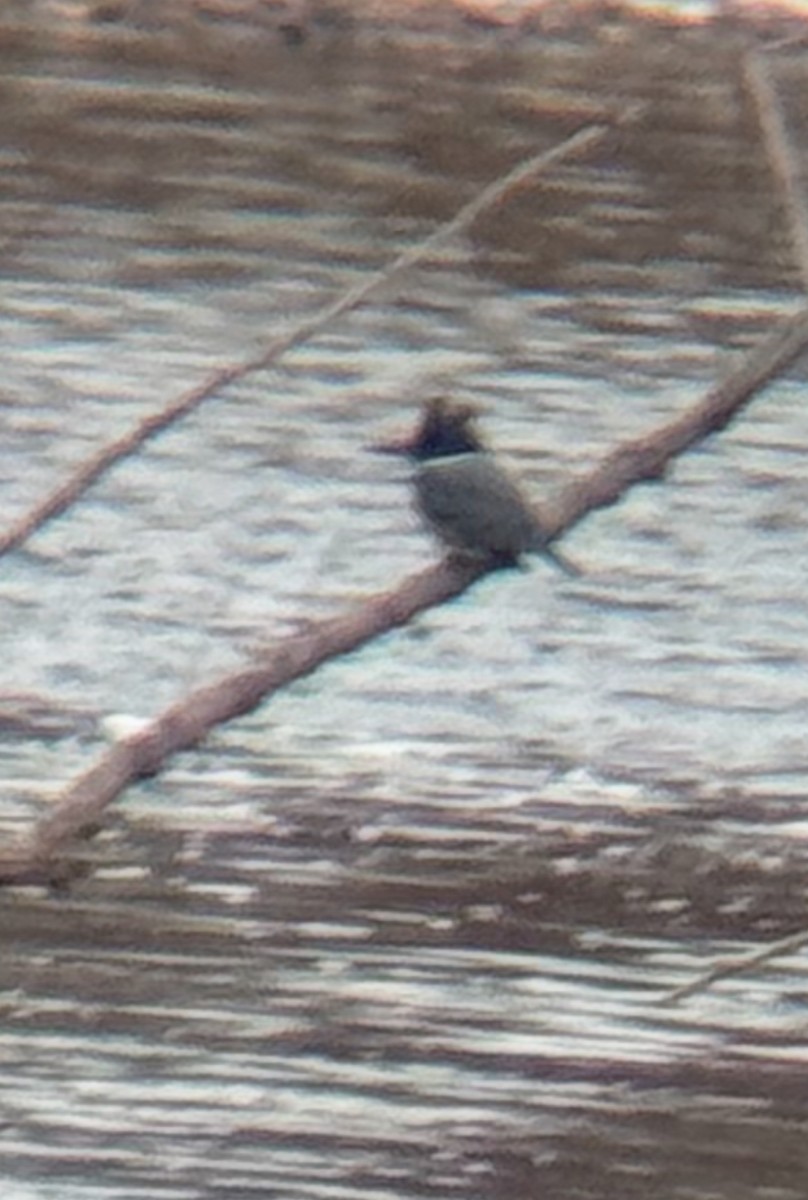 rybařík pruhoprsý - ML647681786