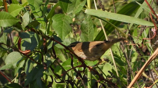 עלווית כהה - ML647681793