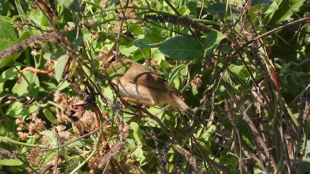 Dusky Warbler - ML647681797