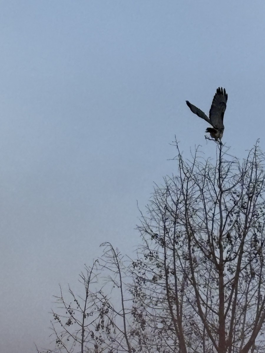 káně rudochvostá - ML647681801