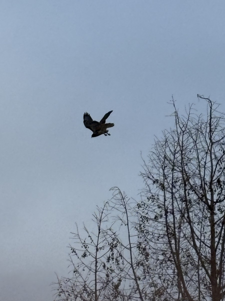 káně rudochvostá - ML647681802