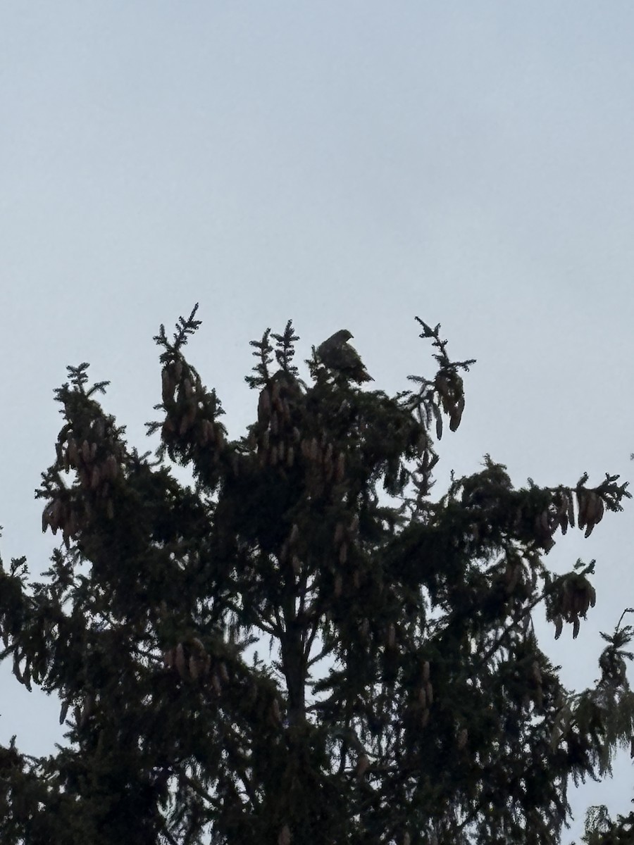 káně rudochvostá - ML647681803