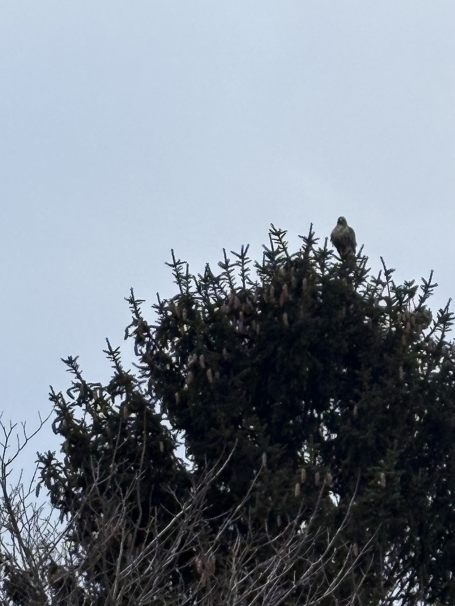 káně rudochvostá - ML647681804