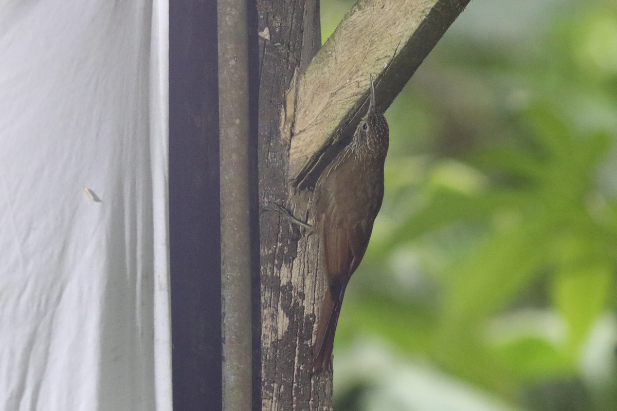 Dağ Tırmaşık - ML647681826