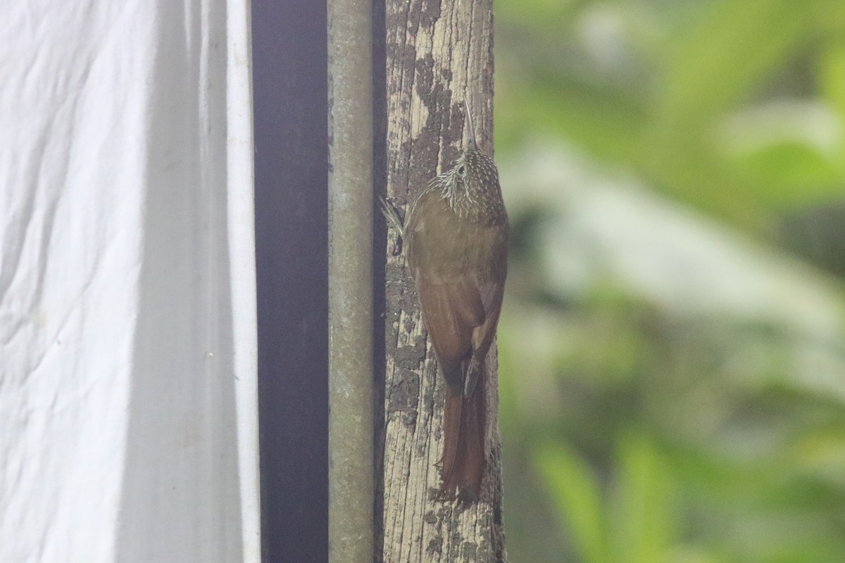 Dağ Tırmaşık - ML647681827