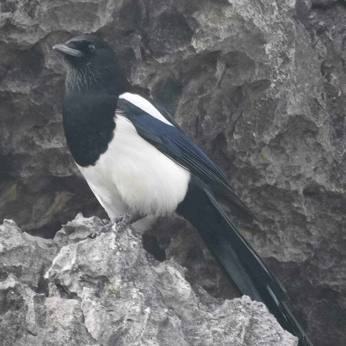 Oriental Magpie - ML647681848