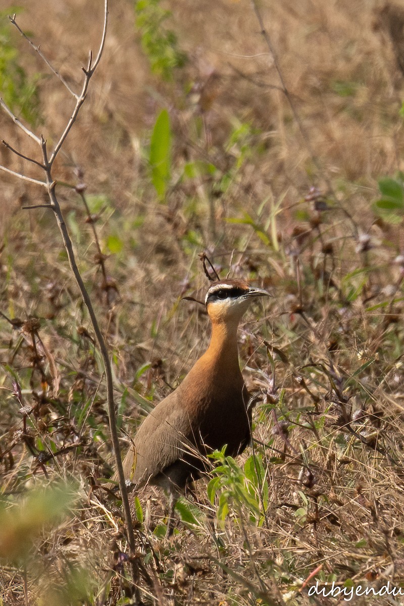 Indian Courser - ML647681850