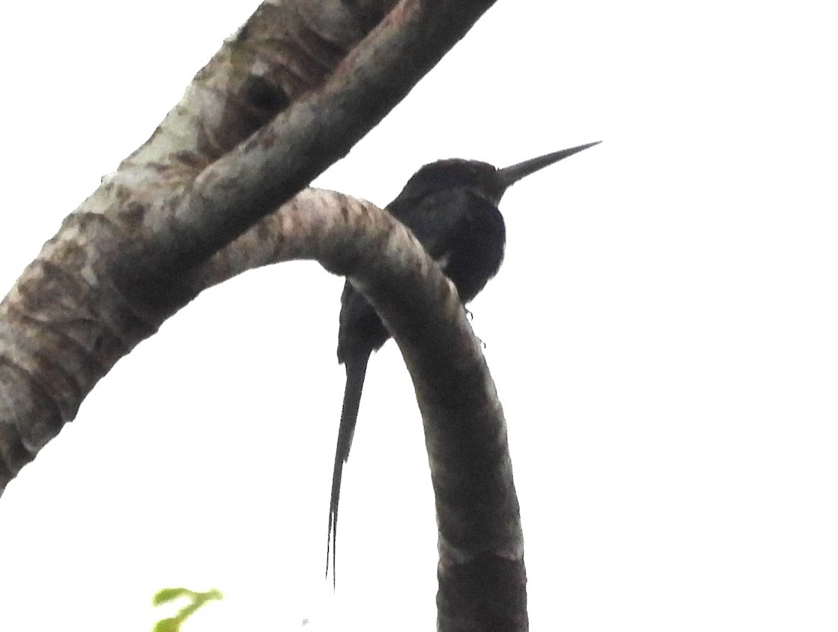 Paradise Jacamar - ML647681890