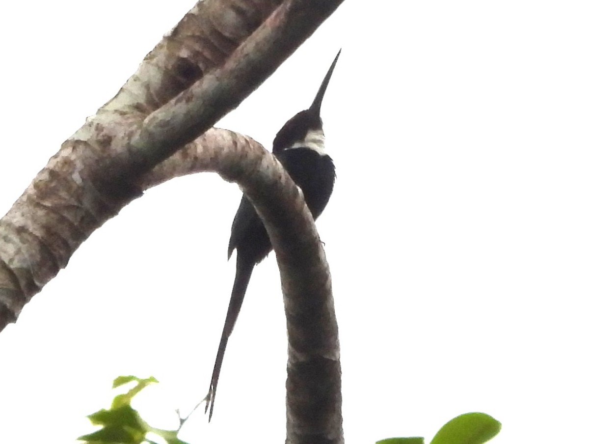 Paradise Jacamar - ML647681891