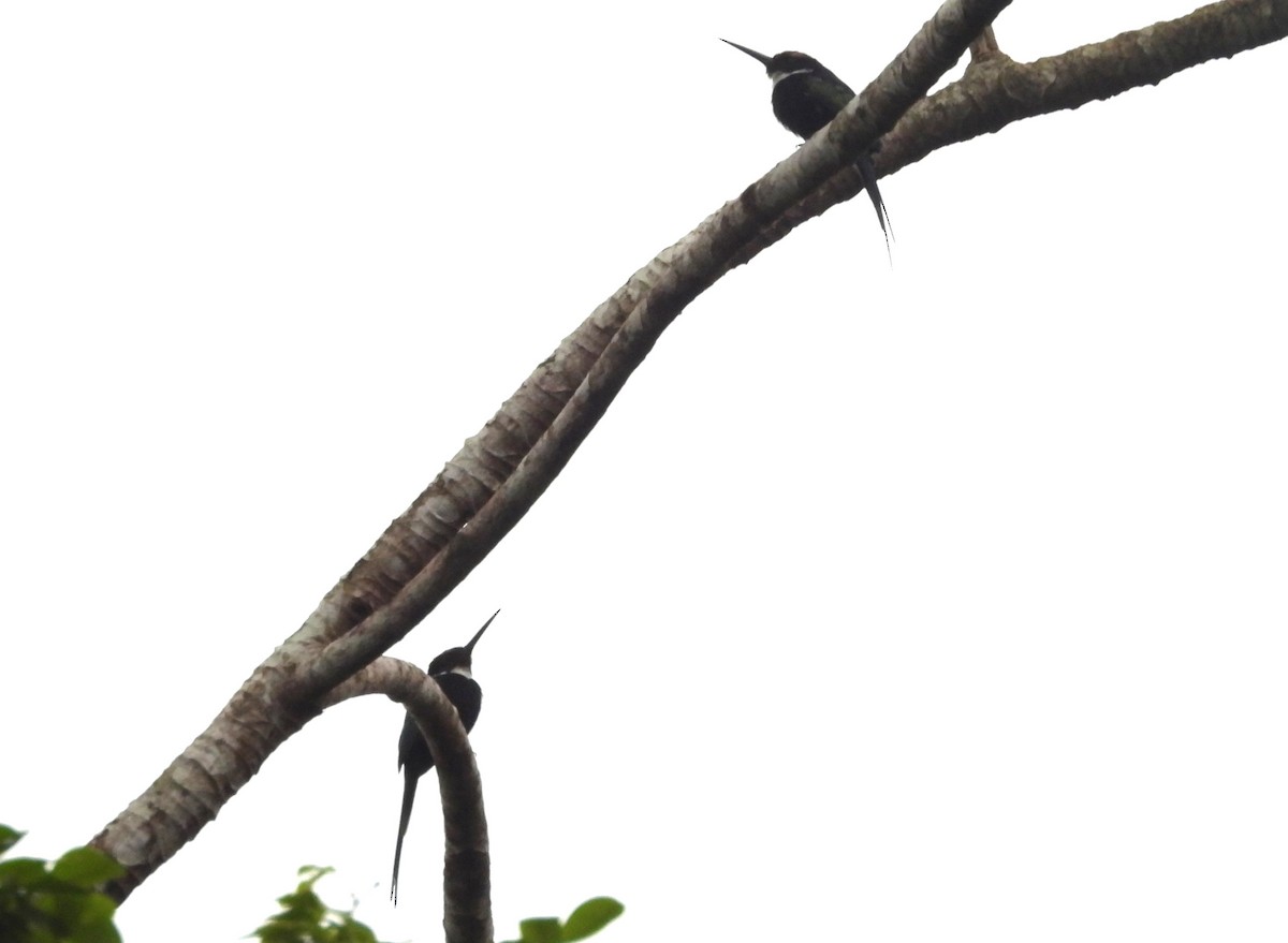 Paradise Jacamar - ML647681892